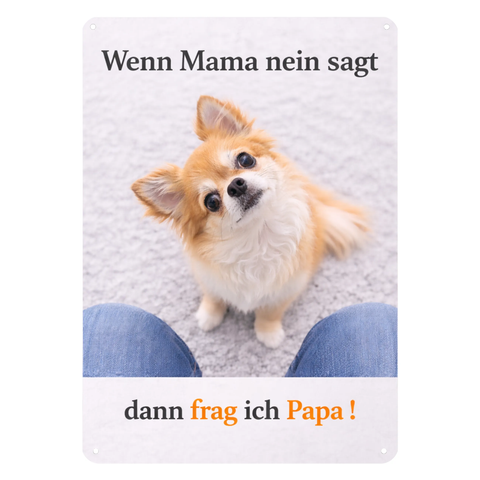 Blechschild 20x30cm – Chihuahua Hund Spruch Frag ich Papa
